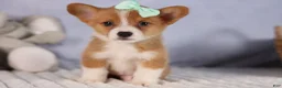 Welsh Corgi Pembroke dogs for sale: Bently💙 - Ad 2