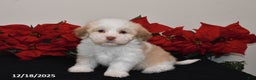 Havanese dogs for sale: Bella   - Ad 3