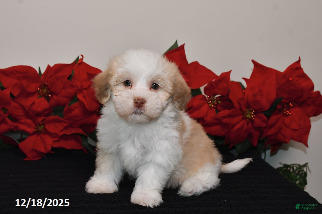 Havanese dogs for sale: Bella   - Ad 3