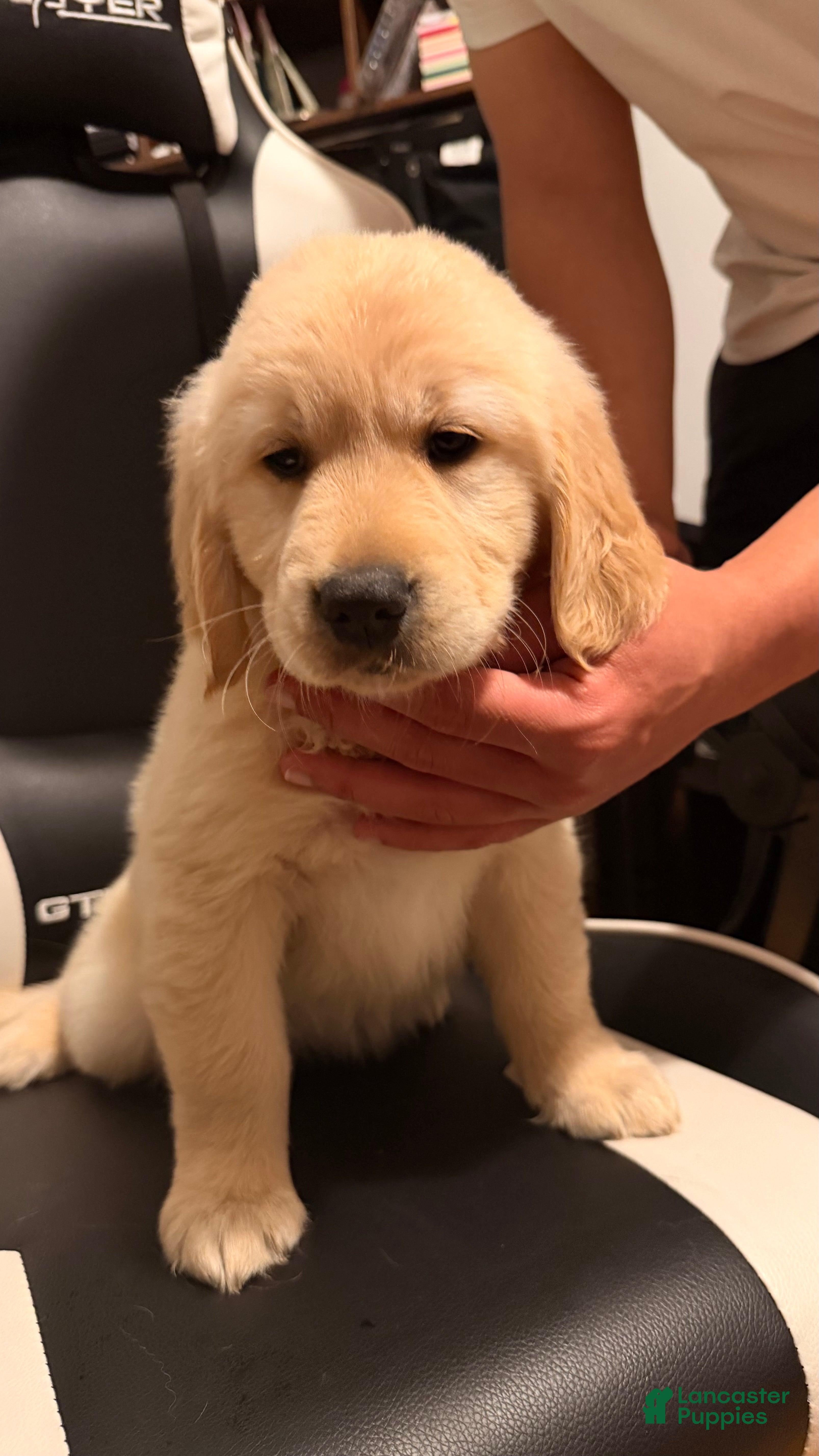 Golden Retriever dogs Purple  - Ad 1