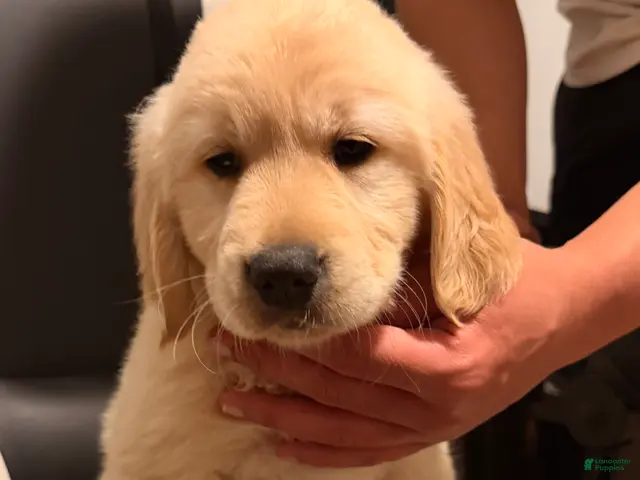 Golden Retriever dogs for sale: Purple - Ad 1
