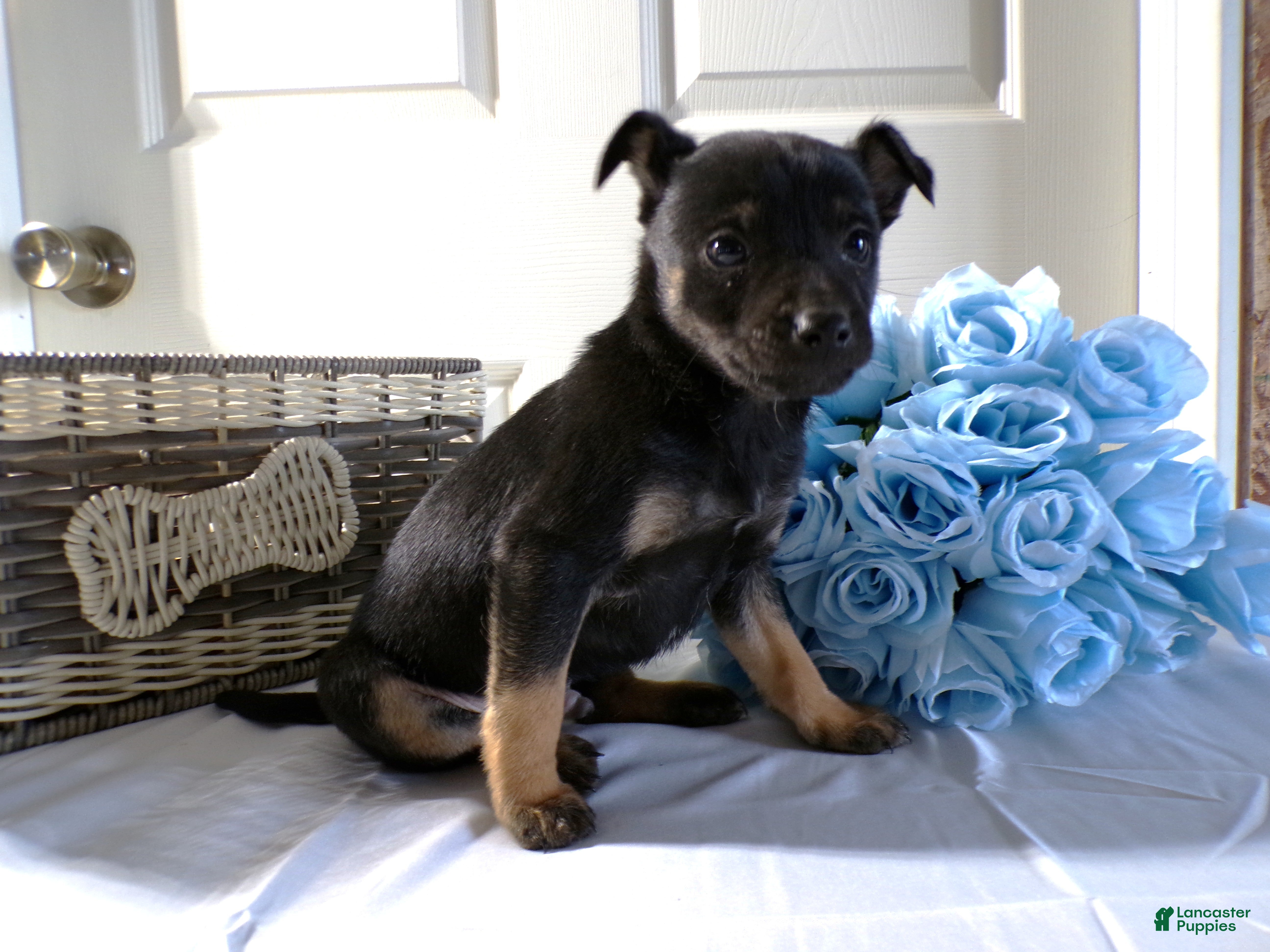 Chihuahua dogs Chihuahua Puppy 1 Toby - Ad 36