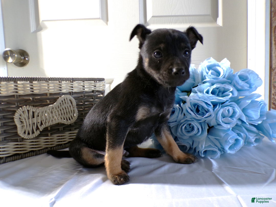 Chihuahua dogs for sale: Chihuahua Puppy 1 Toby - Ad 1