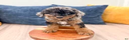 Cavapoo dogs for sale: Jack - Ad 2