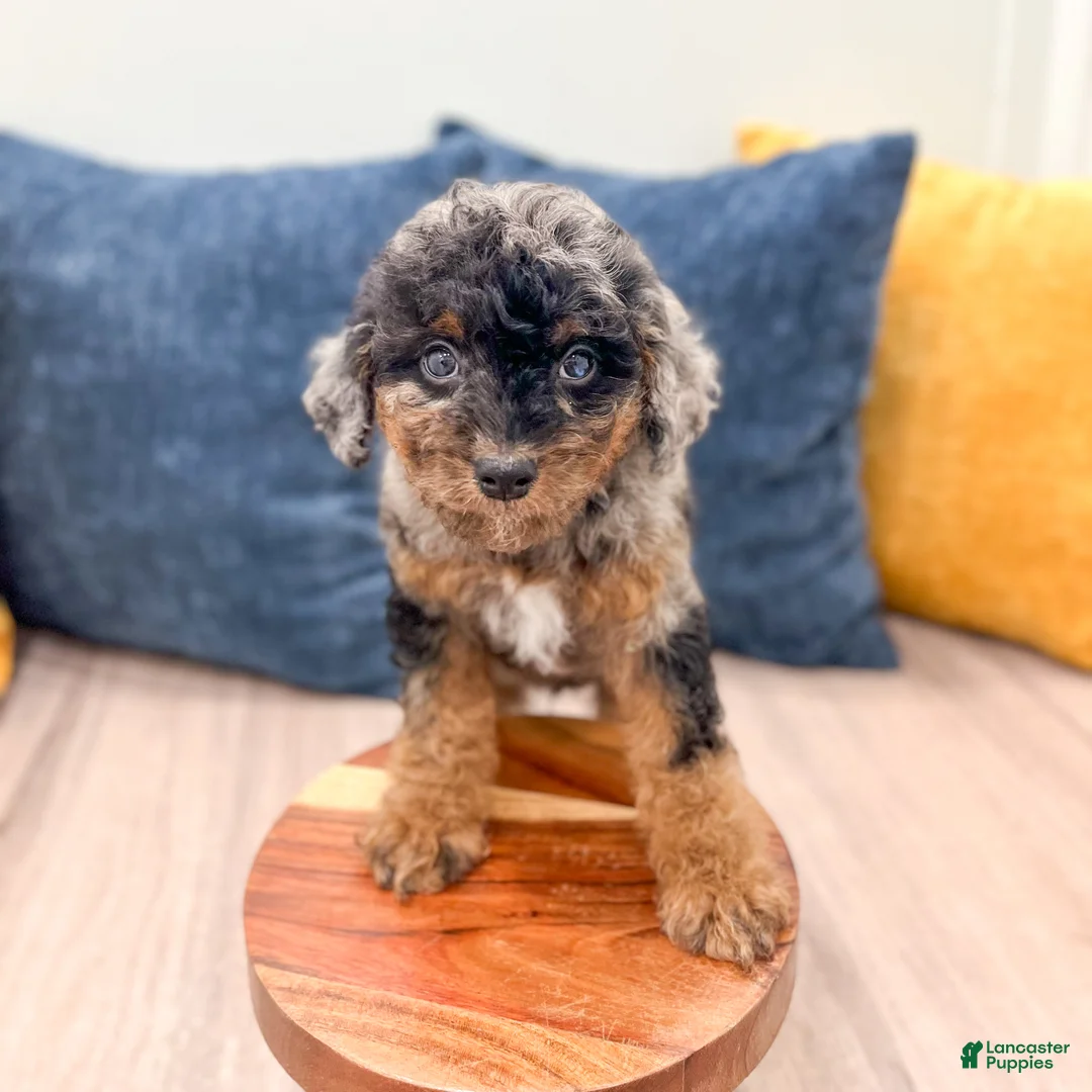 Cavapoo dogs for sale: Jack - Ad 2