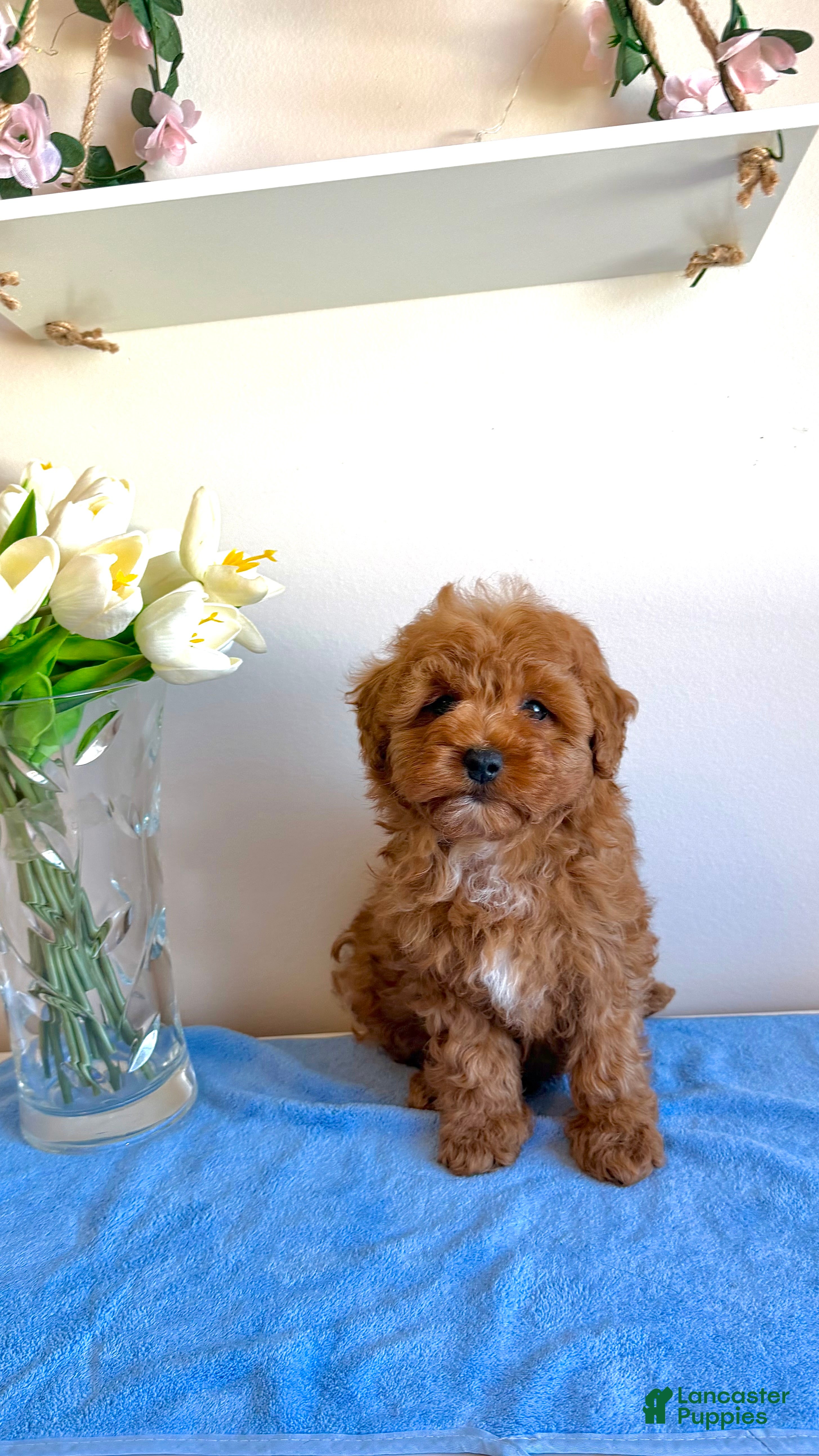 Cavapoo dogs 🐻 Theodore- Tiny, Gentle & Pure Sweetness 🐾 - Ad 2