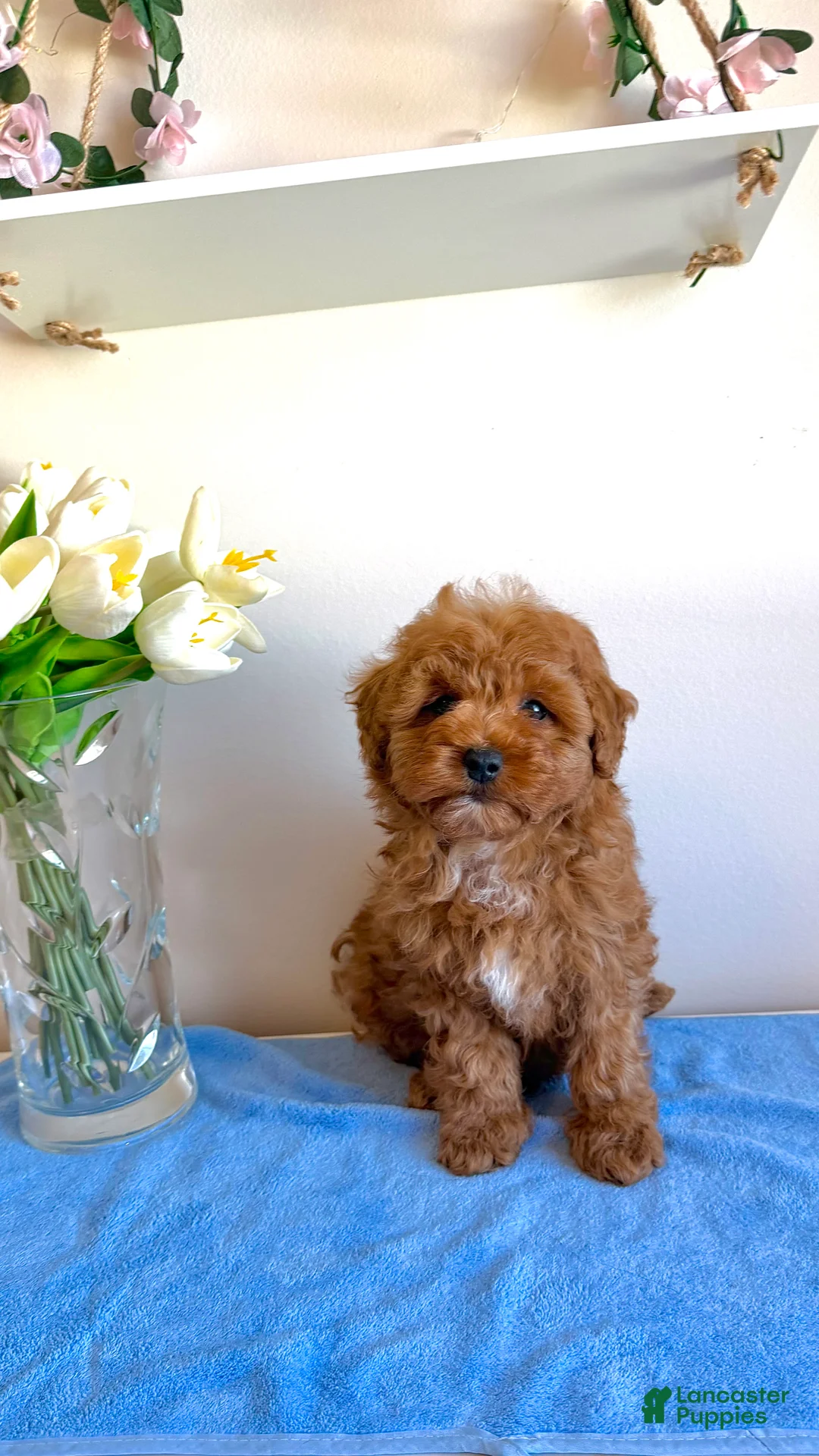 Cavapoo dogs for sale: 🐻 Theodore- Tiny, Gentle & Pure Sweetness 🐾 - Ad 2