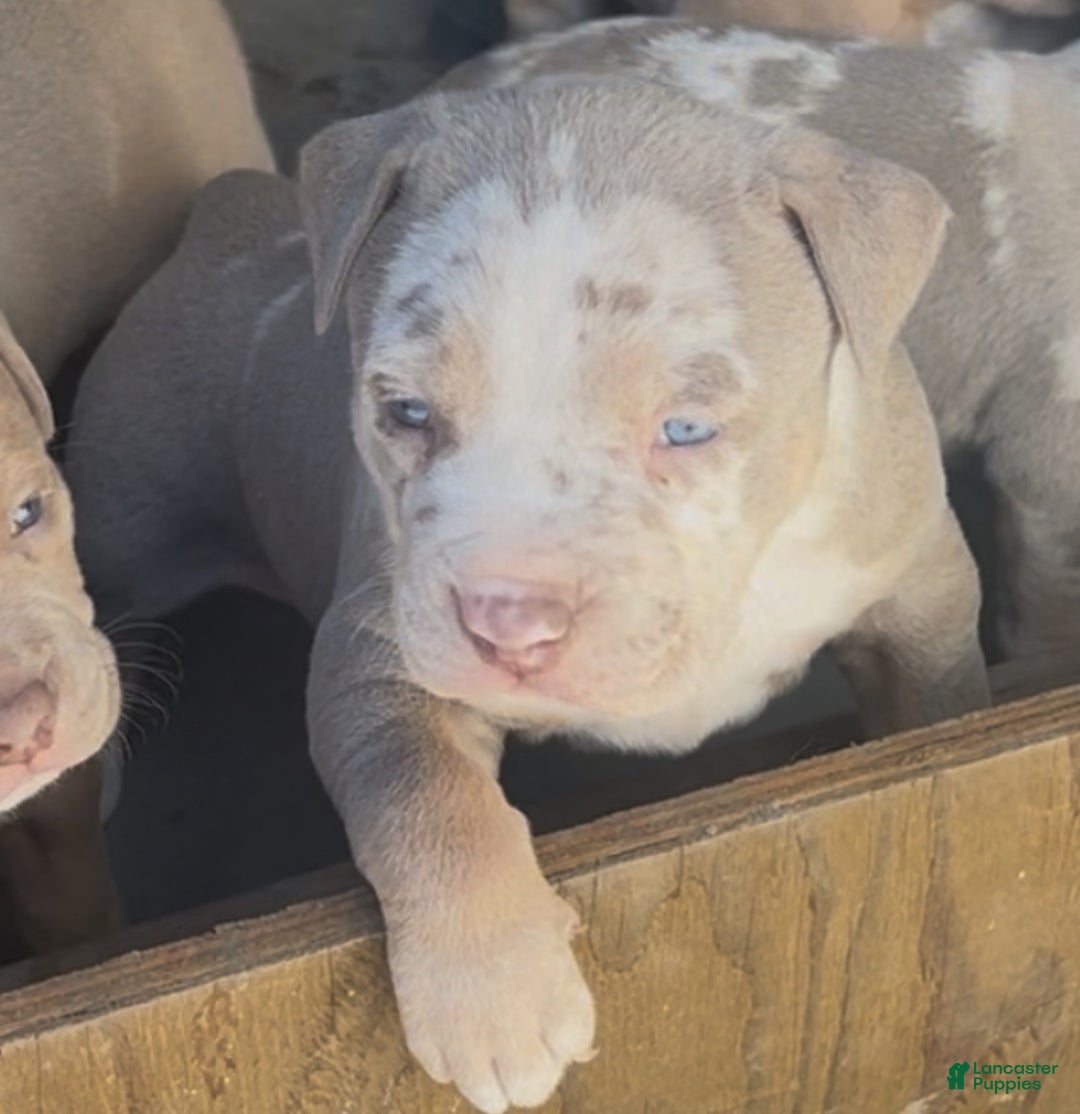 American Bully dogs for sale: Junior - Ad 2