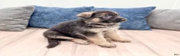 German Shepherd dogs for sale: Kalvin - Ad 3