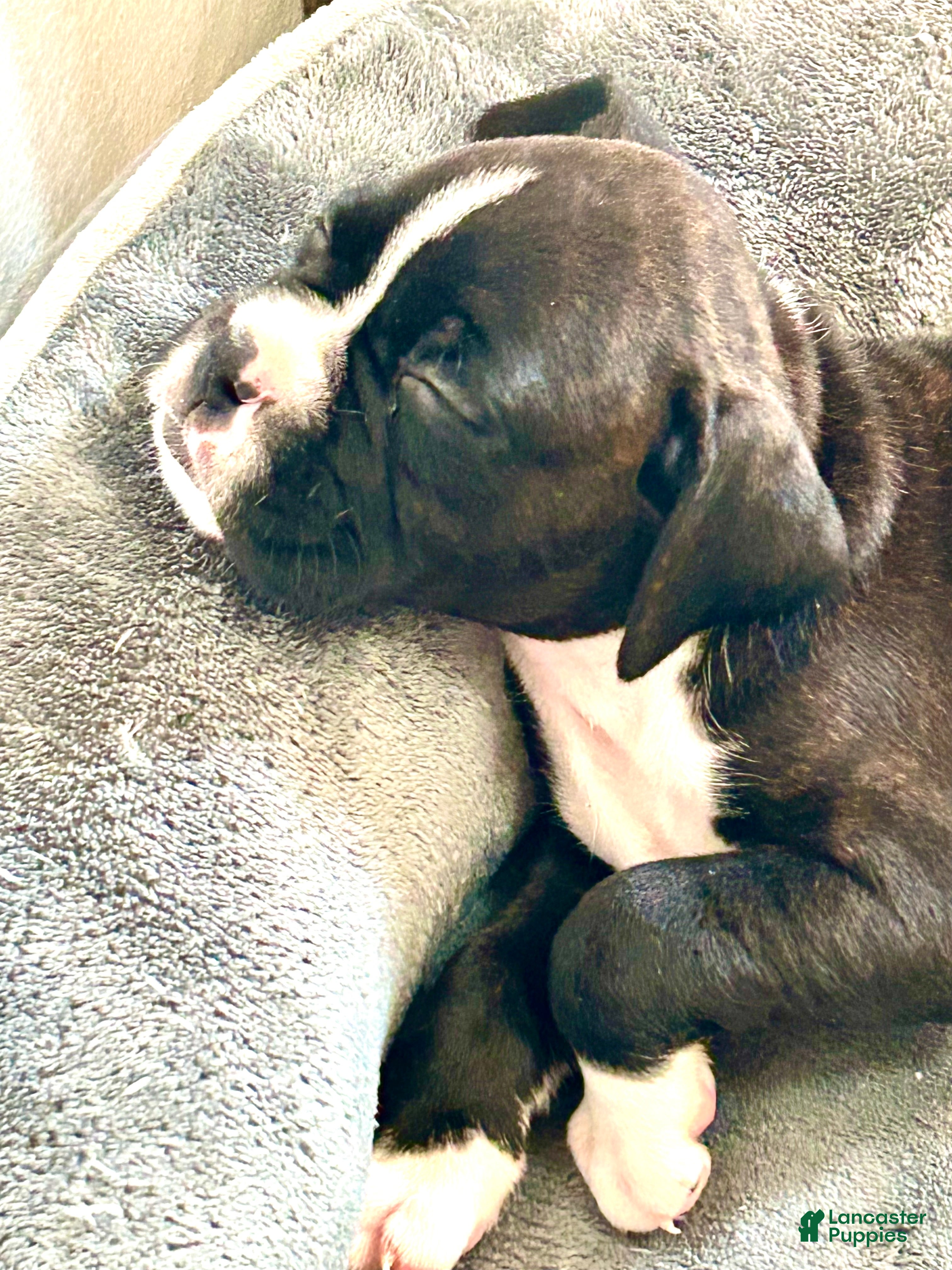 Boxer dogs Boxer 6 - Ad 17