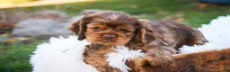 Cocker Spaniel dogs for sale: Avery - Ad 1