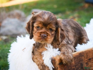 Cocker Spaniel dogs Avery - Ad 22