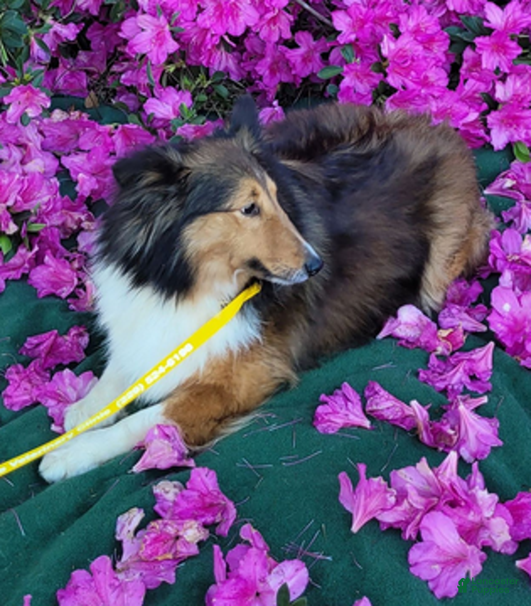 Shetland Sheepdog dogs for sale: Pixie - Ad 10