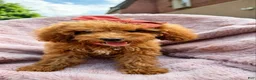 Miniature Poodle dogs for sale: Millie- Genetically health tested Parents/Potty Training - Ad 13