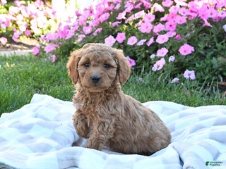 Miniature Labradoodle dogs - Ad 26