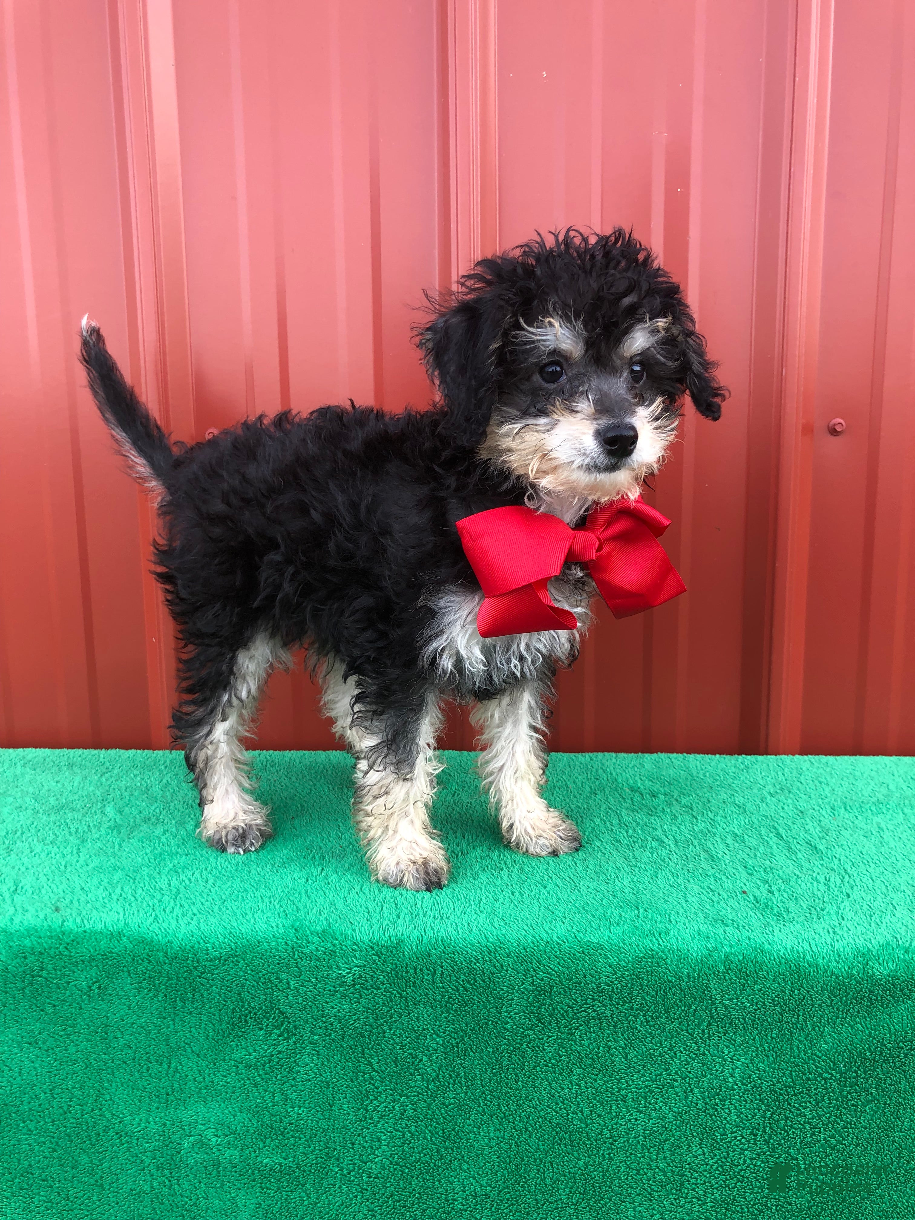 Mixed Breed dogs Skye - Ad 26