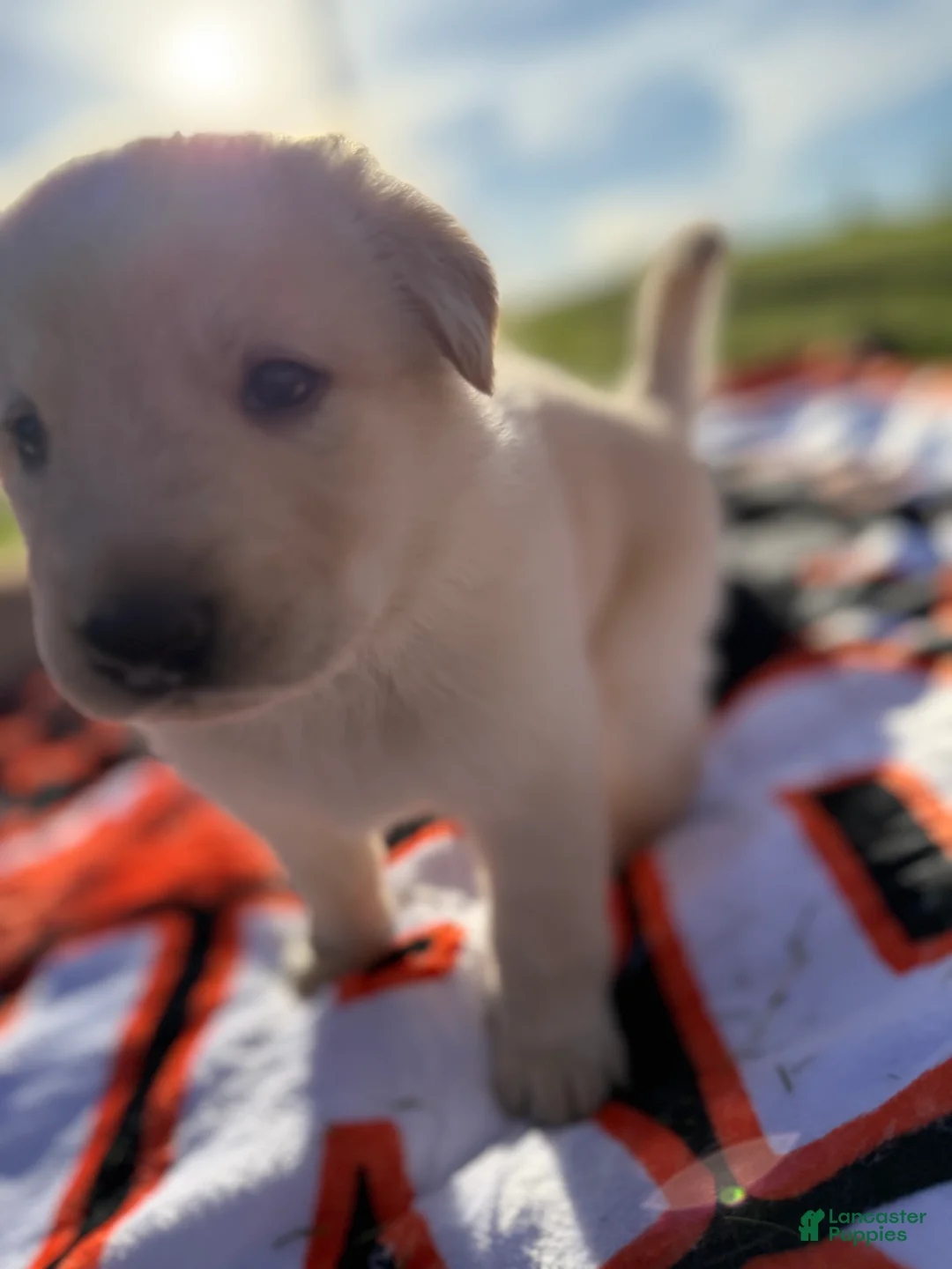 Mixed Breed dogs for sale: Jellybean  - Ad 2