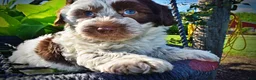 Havapoo dogs for sale: Chippy - Ad 3