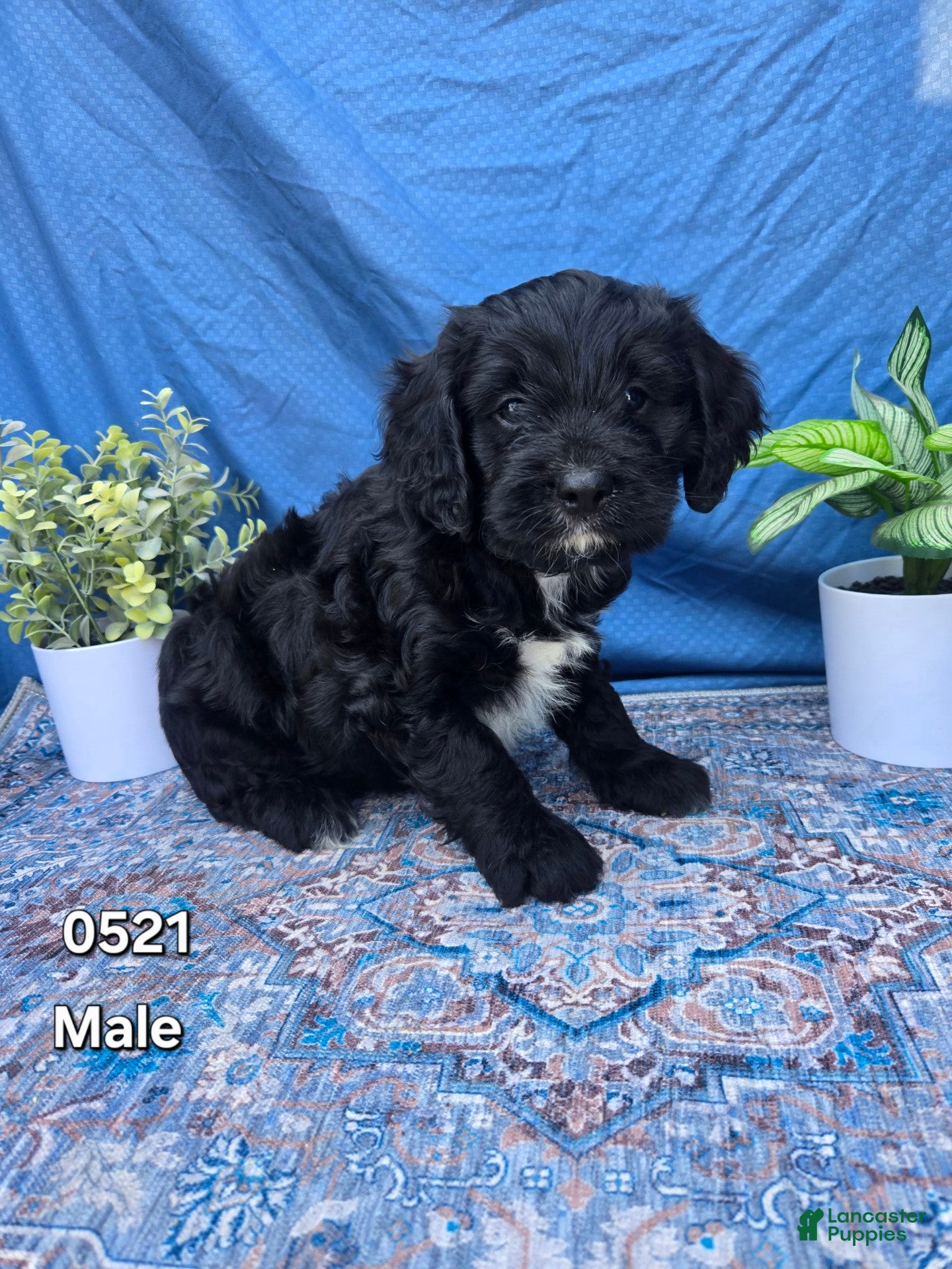Cavapoo dogs Cavapoo Puppy 6 - Ad 41