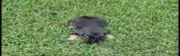 French Bulldog dogs for sale: Bebe Blue Fawn Fluffy Carrier - Ad 2