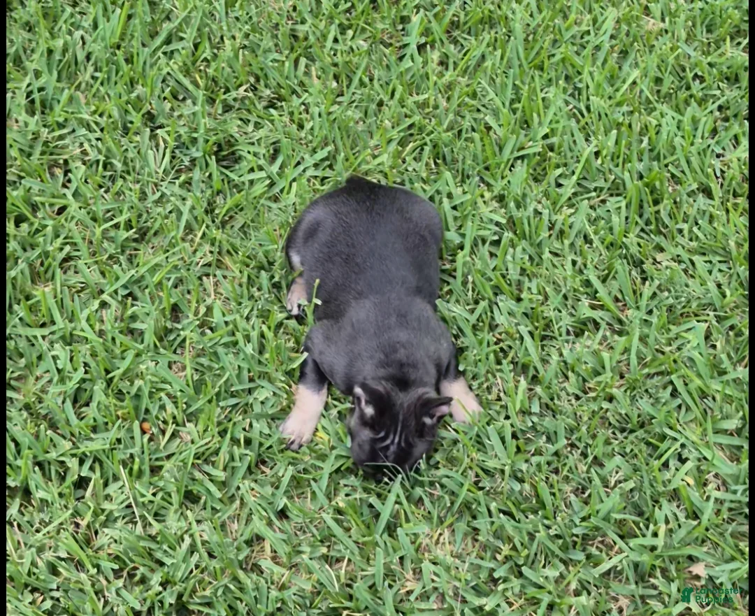 French Bulldog dogs for sale: Bebe Blue Fawn Fluffy Carrier - Ad 2