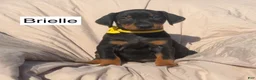 Doberman Pinscher dogs for sale: Brielle - Ad 5