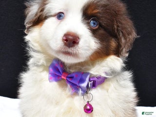 Miniature Australian Shepherd dogs - Ad 28