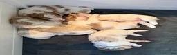 Standard Poodle dogs for sale: Spain - Ad 6