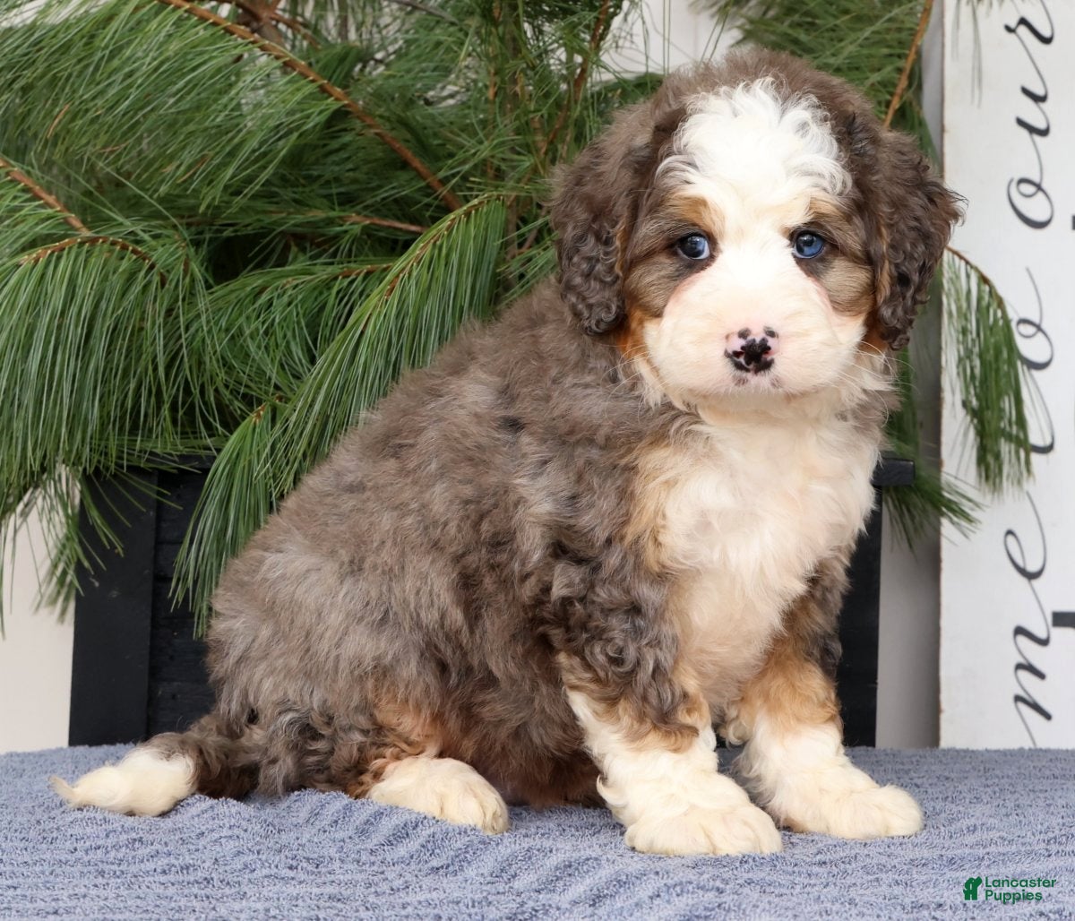 Mini Bernedoodle dogs Timothy - Ad 1