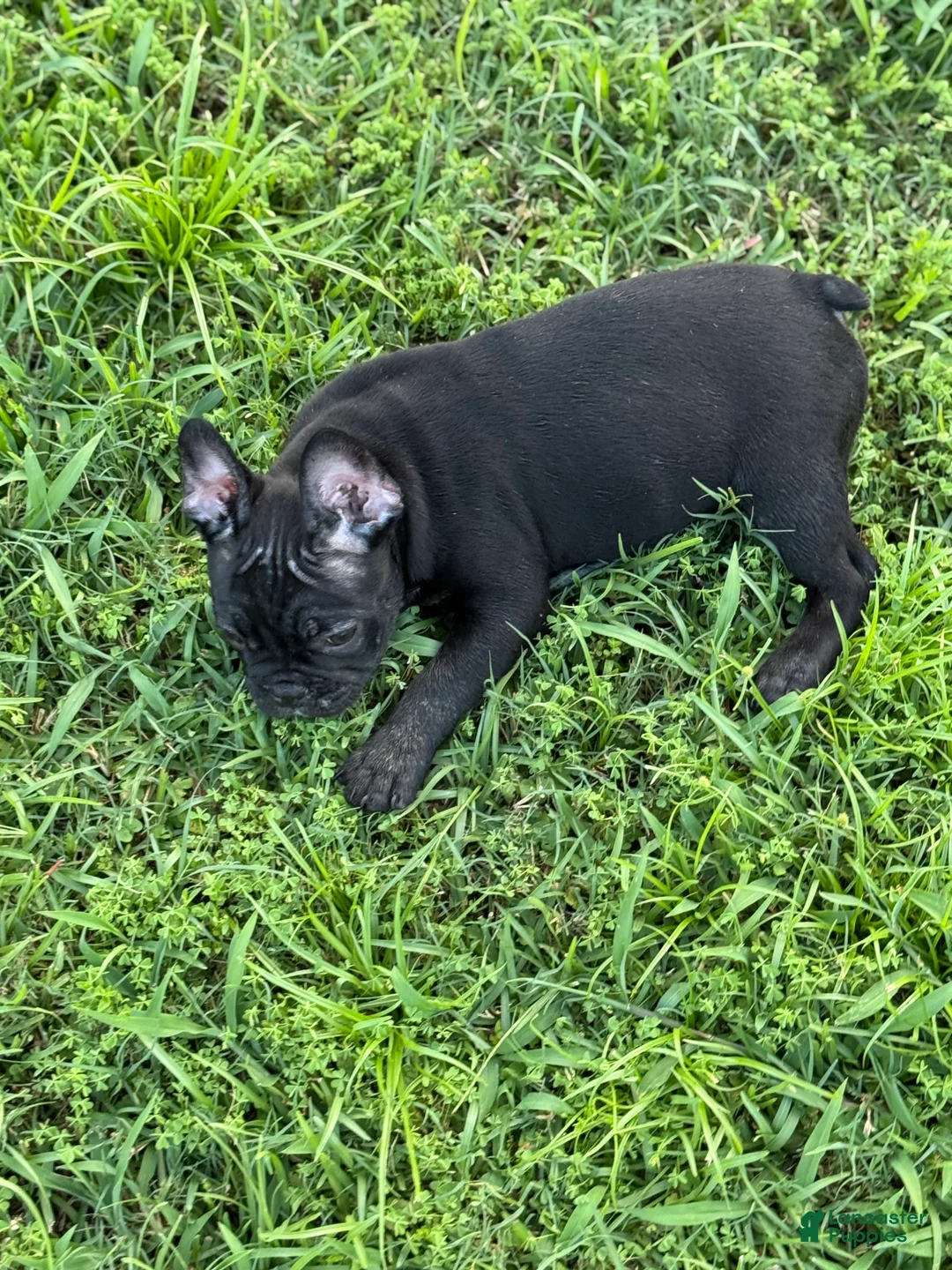 French Bulldog dogs for sale: Stagg - Ad 2
