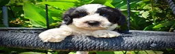 Havapoo dogs for sale: Inky - Ad 2