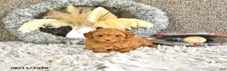 Toy Poodle dogs for sale: Mason Extra Small - Ad 9