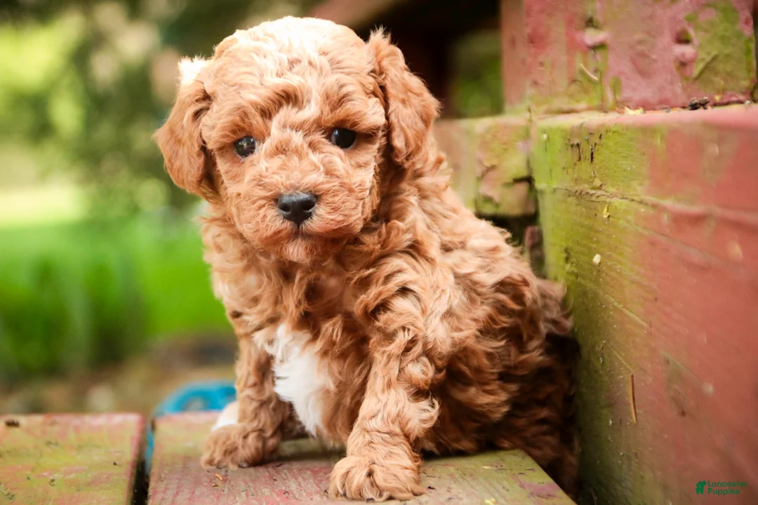 Miniature Poodle dogs for sale: Pierce - Ad 1