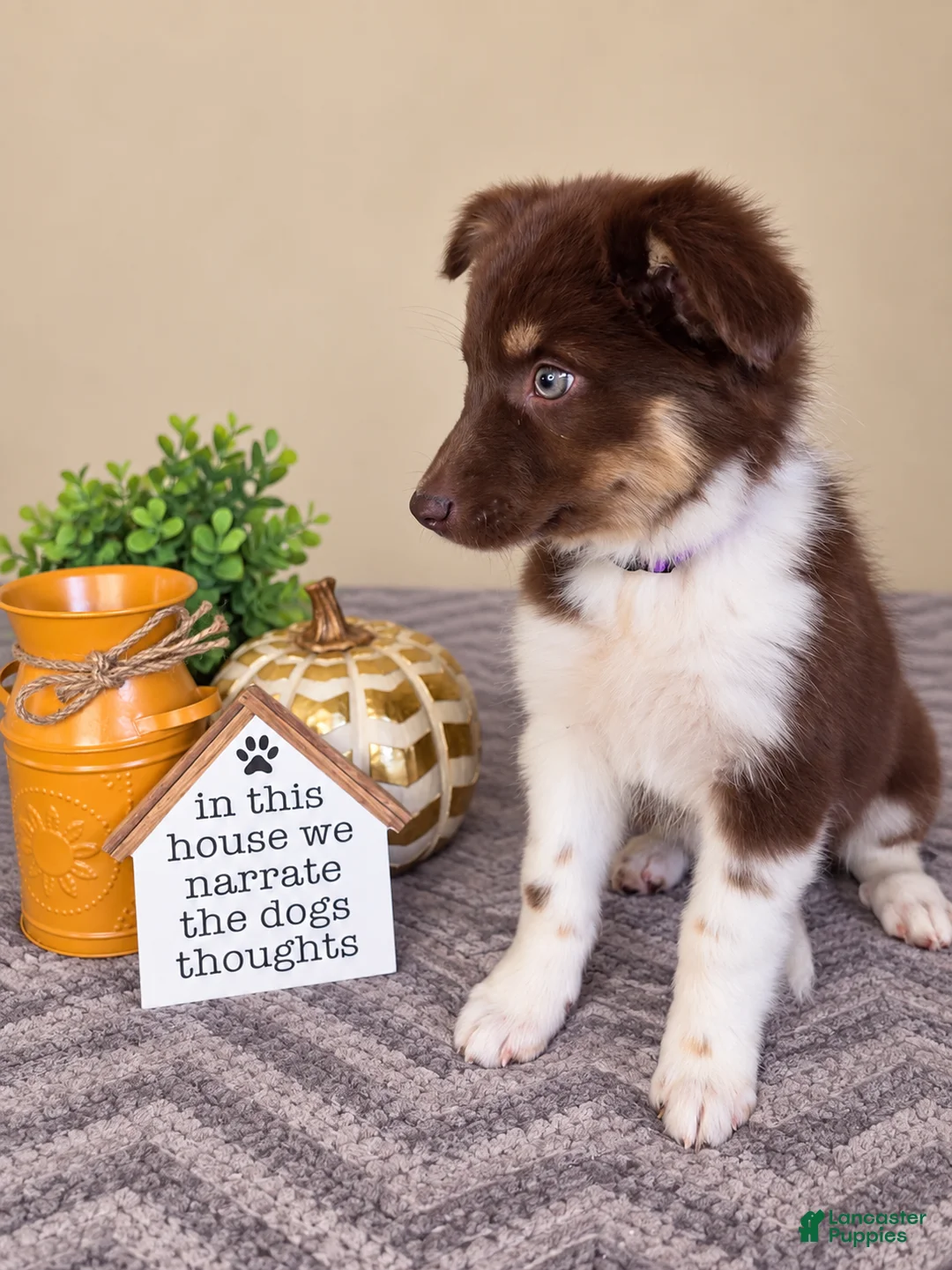 Australian Shepherd dogs for sale: Maisie - Ad 2