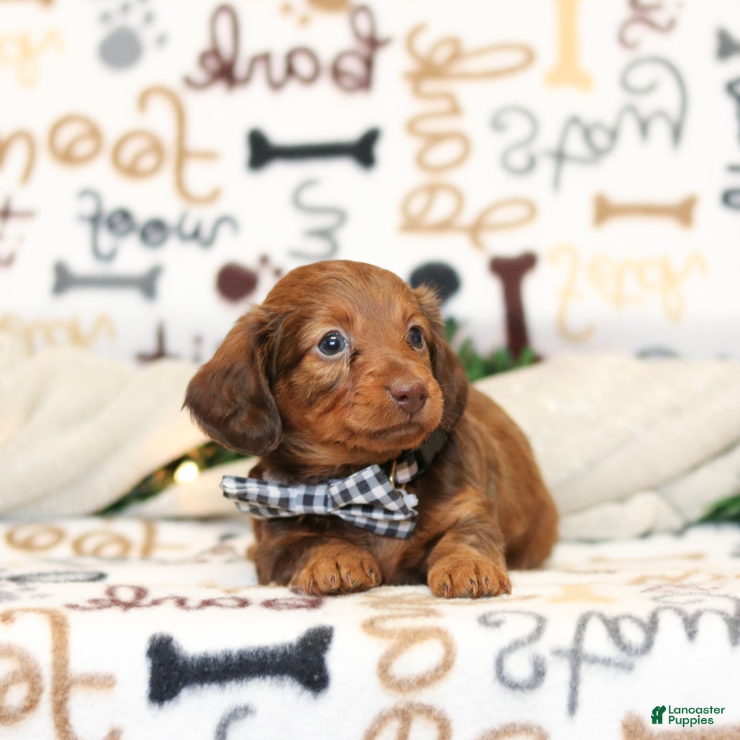 Miniature Dachshund dogs for sale: Isabella - Ad 1