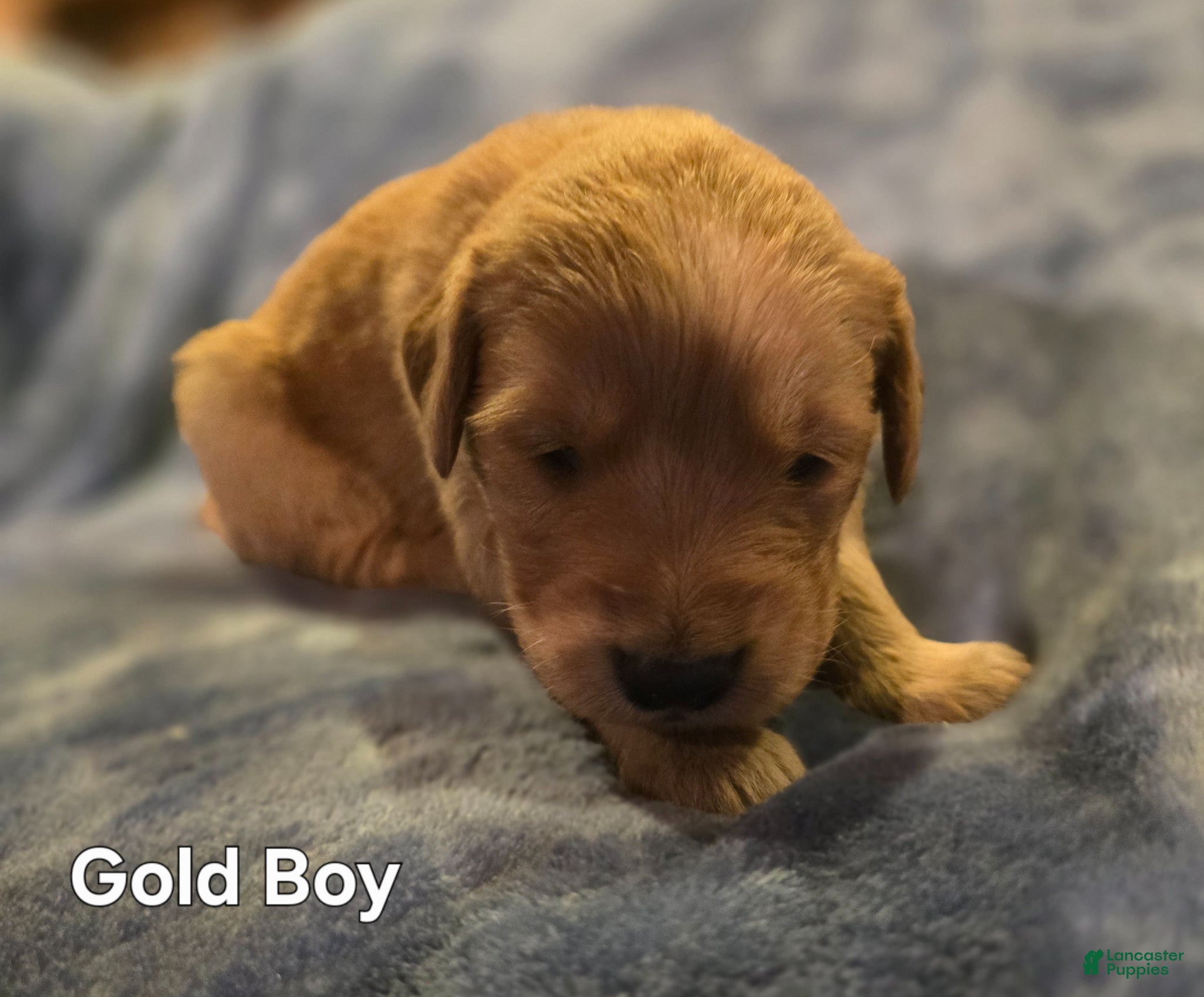 Golden Retriever dogs Gold Boy - Ad 20