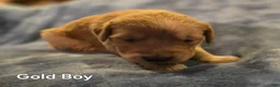 Golden Retriever dogs for sale: Gold Boy - Ad 4