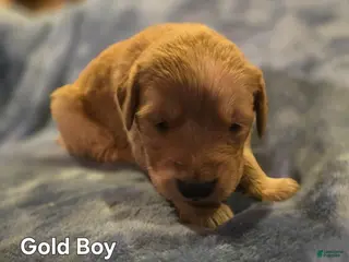 Golden Retriever dogs Gold Boy - Ad 14