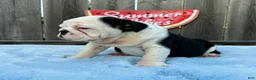English Bulldog dogs for sale: Danna - Ad 4