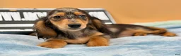 Miniature Dachshund dogs for sale: AKC GCH Frapp Russian blue eye - Ad 12