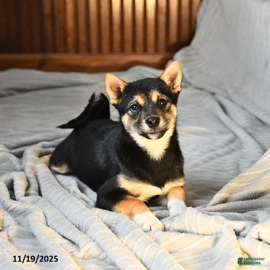 Shiba Inu dogs Veronica - Ad 37