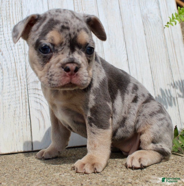 French Bulldog dogs April - Ad 2