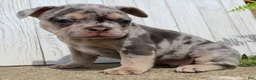 French Bulldog dogs for sale: April - Ad 2