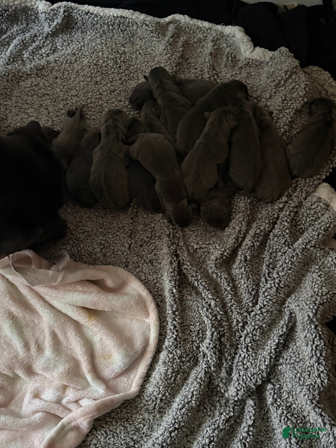 Cane Corso dogs for sale: Cane Corso Puppy 1 - Ad 1