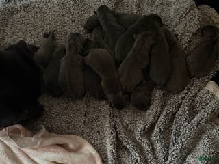 Cane Corso dogs Cane Corso Puppy 1 - Ad 17