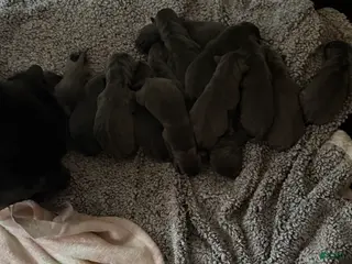 Cane Corso dogs Cane Corso Puppy 1 - Ad 39