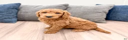 Mini Goldendoodle dogs for sale: Bentley - Ad 1