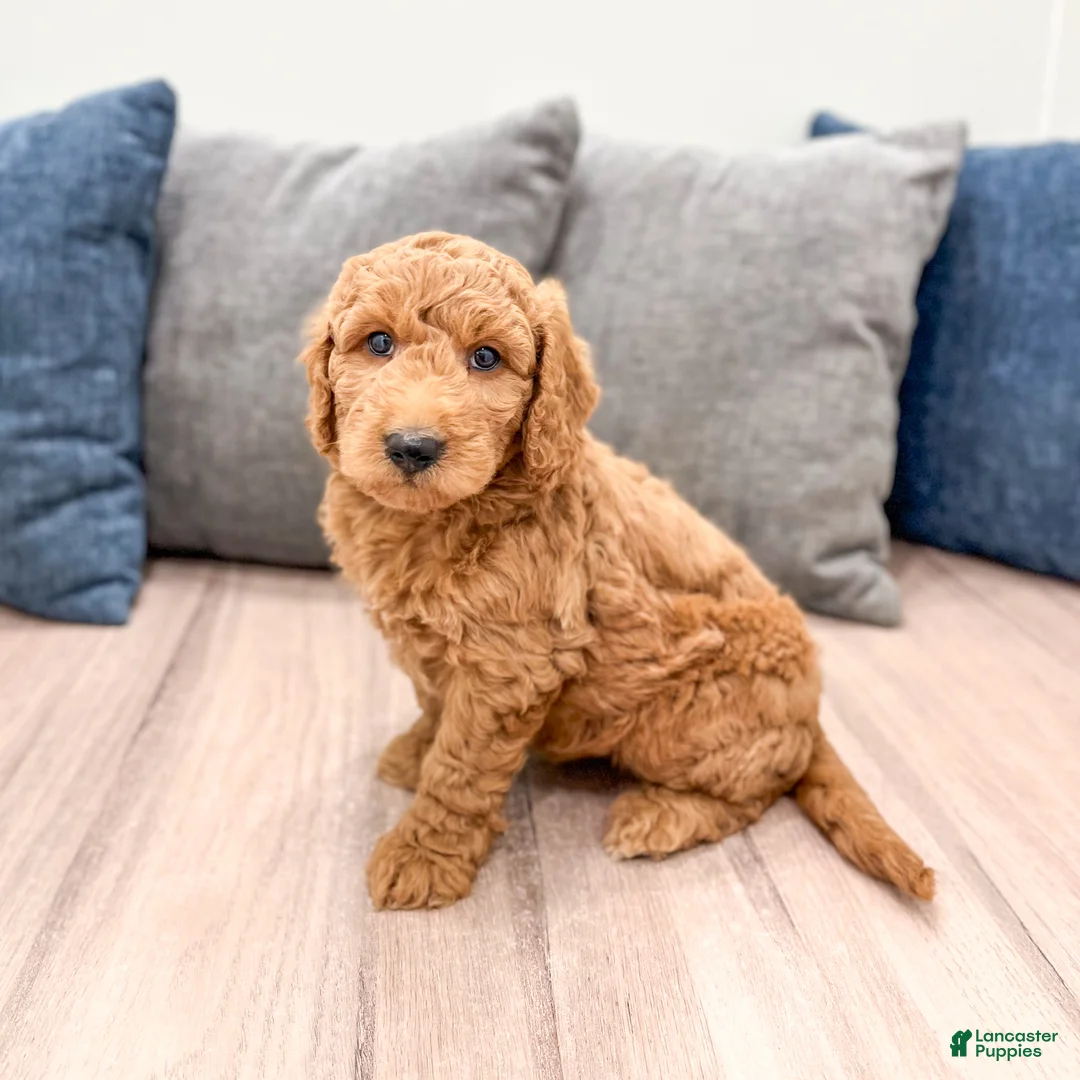 Mini Goldendoodle dogs for sale: Bentley - Ad 1
