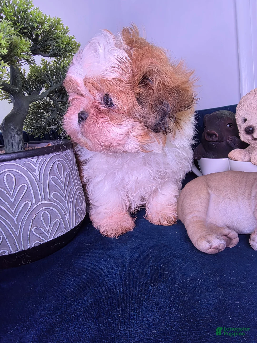 Shih Tzu dogs for sale: Shih Tzu leon - Ad 3