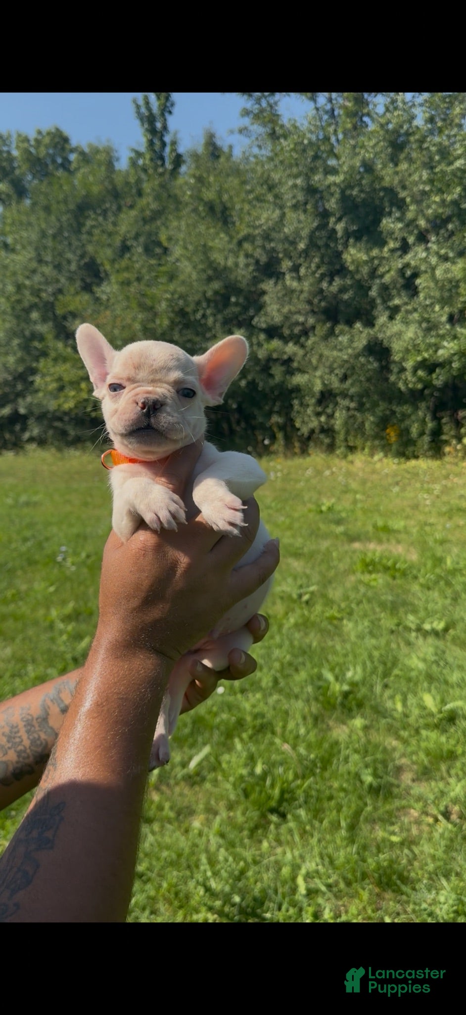 French Bulldog dogs Armani - Ad 30